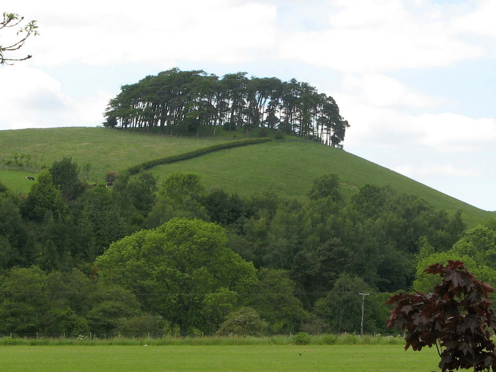 The Tree Rosedale Rosedale trees - SAA
