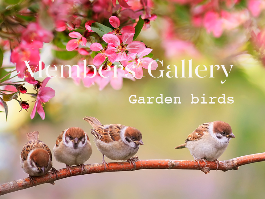 Members' Gallery – Garden birds