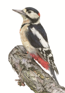 'Watchful'. Great Spotted Woodpecker coloured pencil drawing.