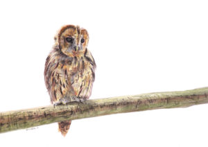 Jamie Sugg's pencil drawing of a Tawny Owl