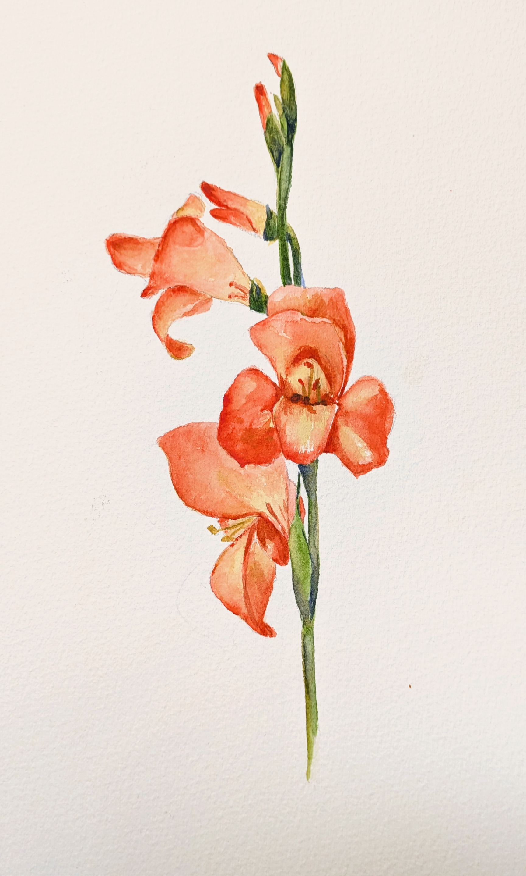 A Watercolour Gladioli Stem for Anita's Colours of August