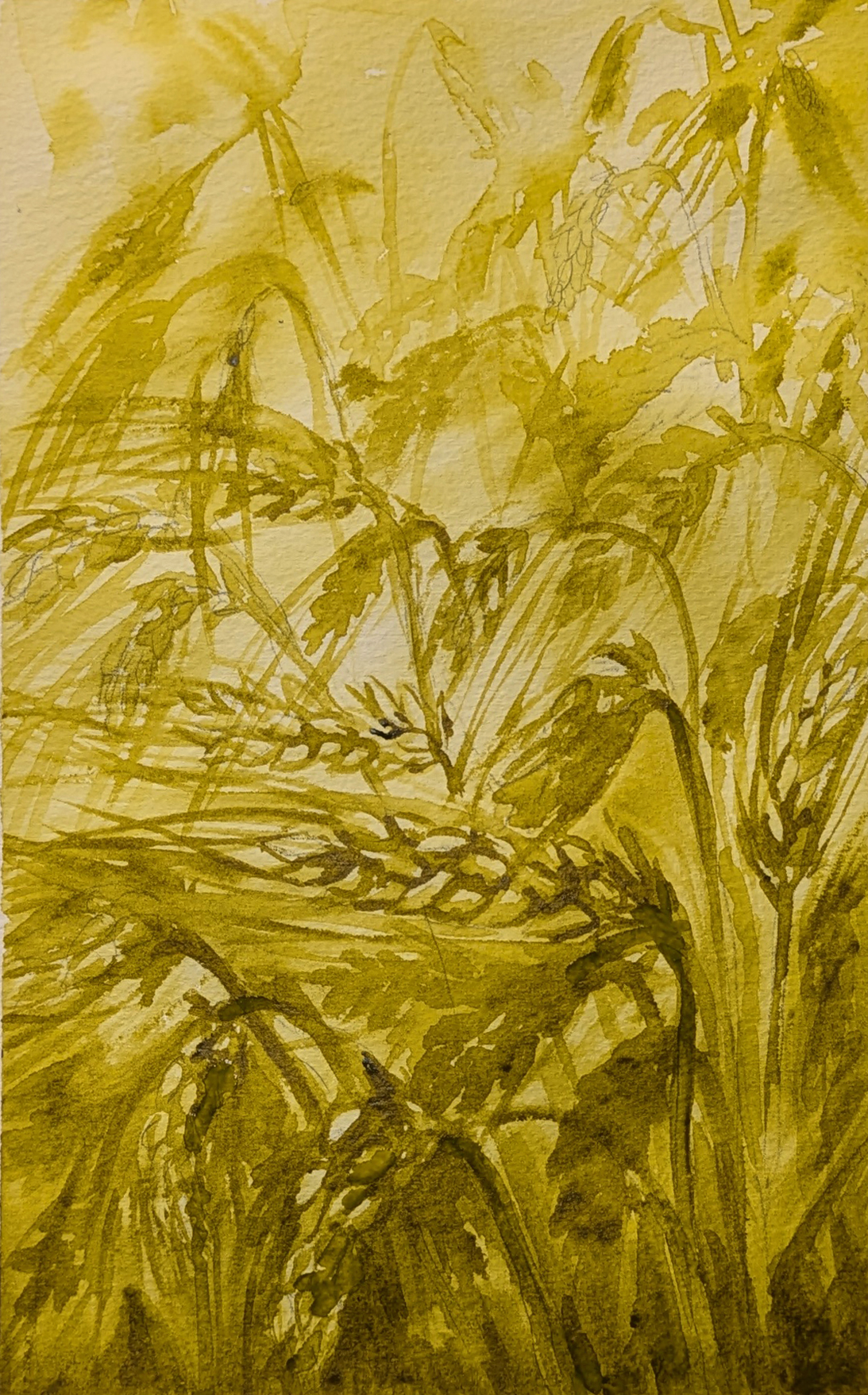 A watercolour painting of ripening golden wheat using Anita's Colours of August - Green Gold.