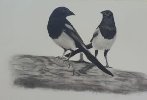 Chattering Magpies.