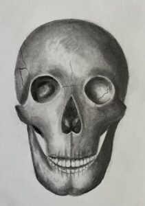 Skull Study in Pencil