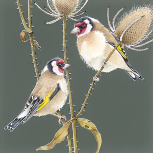 Goldfinches