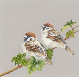 Tree Sparrows