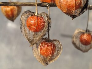 Choosing the Best Gold Art Medium: The reference image, physalis with its skeletal, gold cages