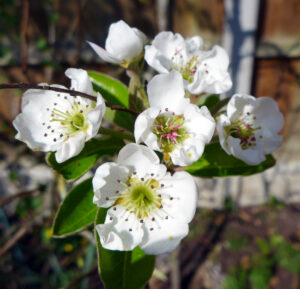 Blossoms